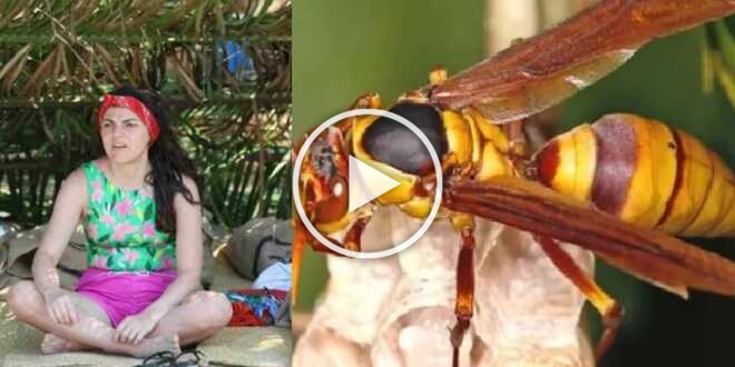 Isola dei Famosi 2023, pericolo vespa boia: gli autori costretti a richiamare i naufraghi